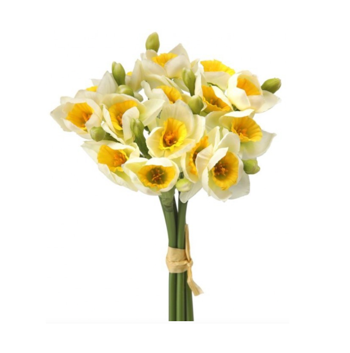 12" Narcissus (Daffodil) Bundle X5