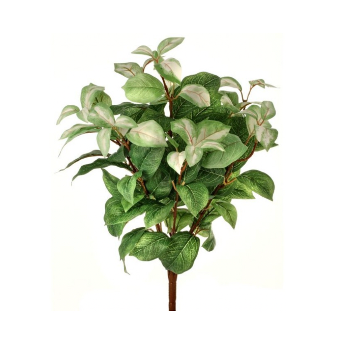 18" Hoya Leaf Bush X7 (Variegated)