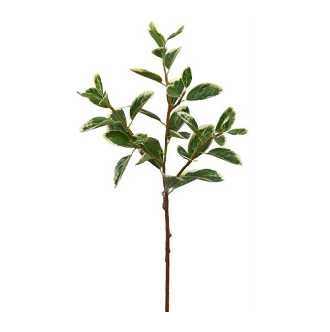 25"L Euphorbia Marginata
