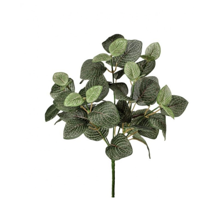 12" Fittonia Plant
