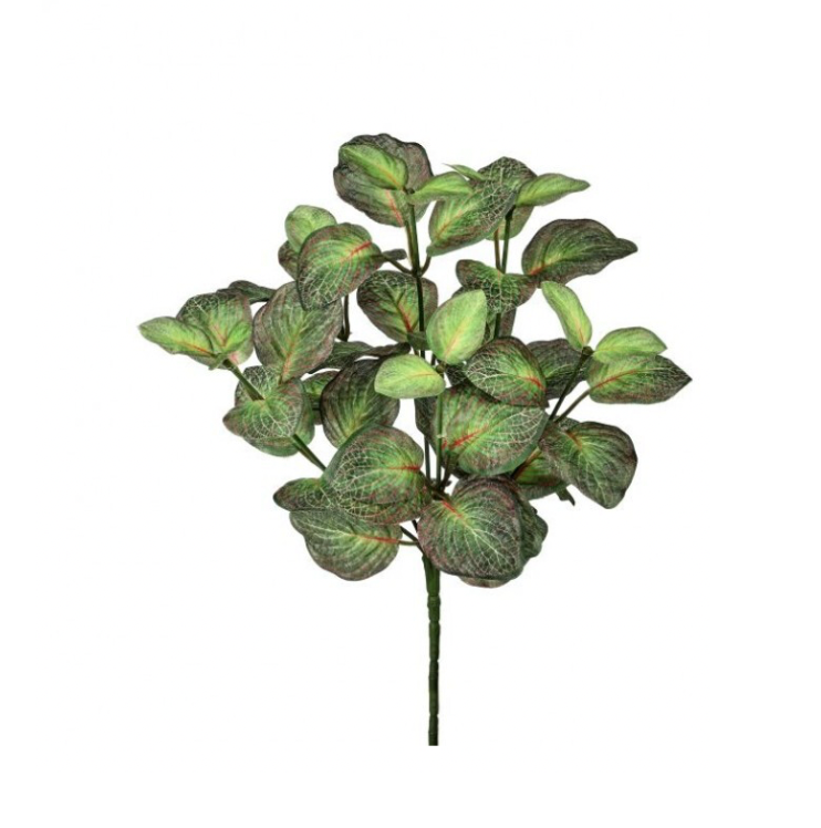 12" Fittonia Plant