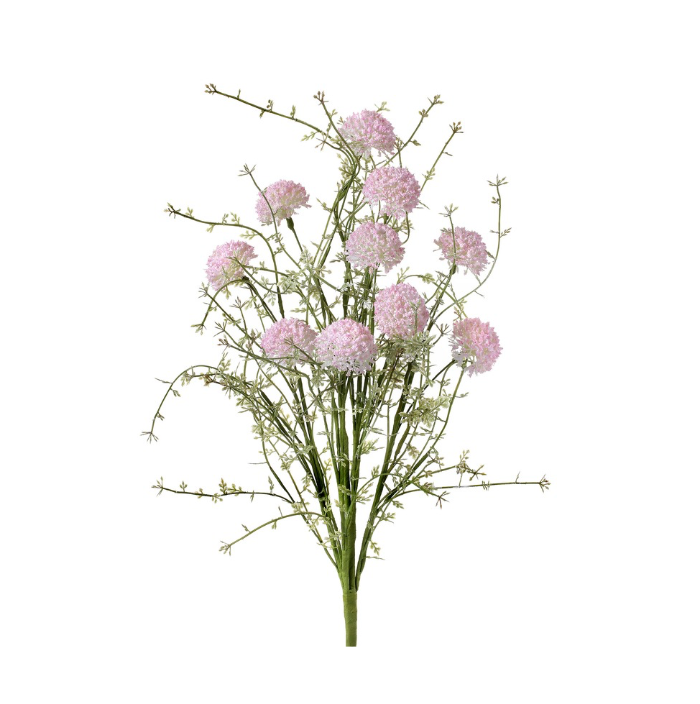 24" Pl.Wild Allium Bush X10