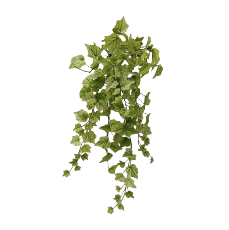 28" Lemon Lime English Ivy Hanging Bush