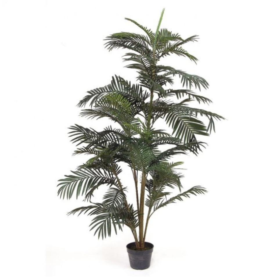 6' Potted Areca Palm Tree