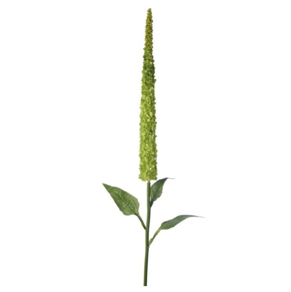 44" Amaranthus Stalk