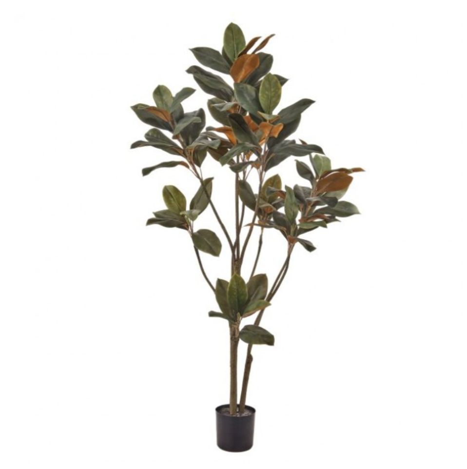 4' Magnolia Leaf Tree