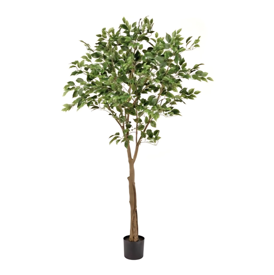 6' Uv Treat Ficus Tree