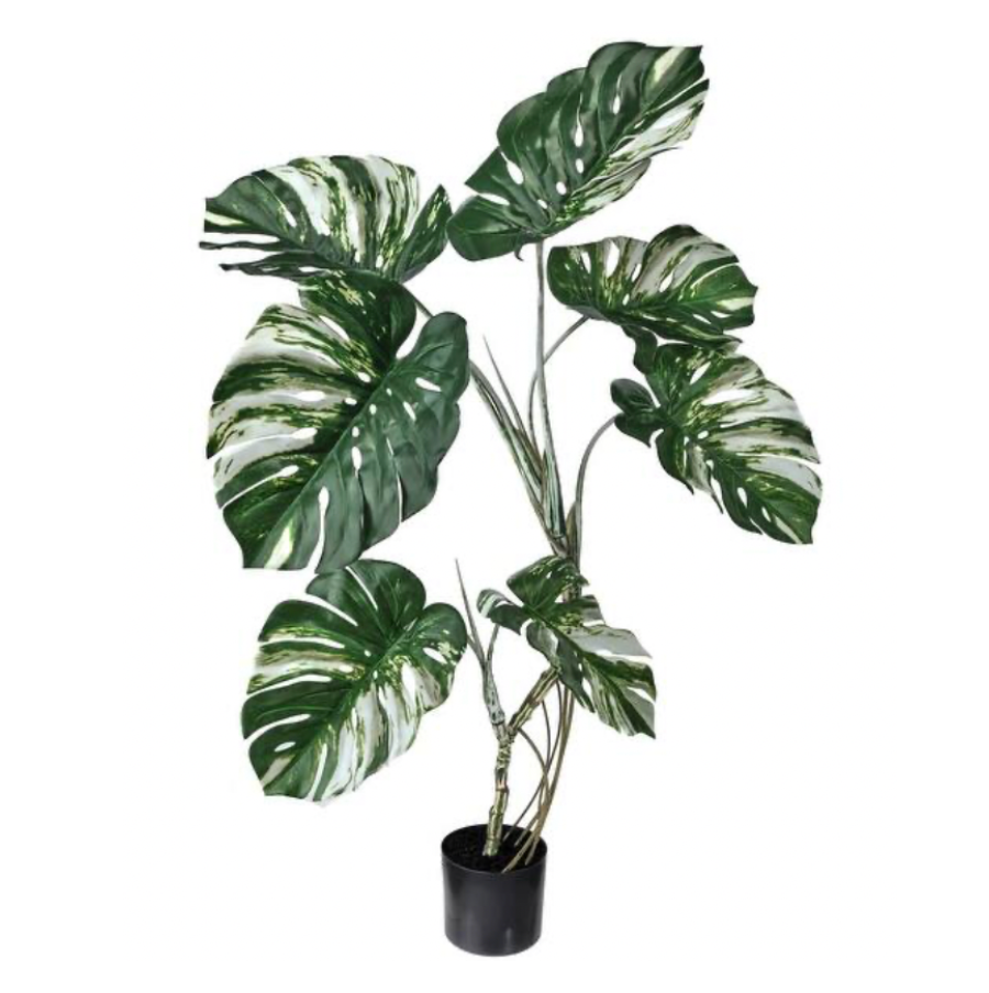 47" Monstera Plant