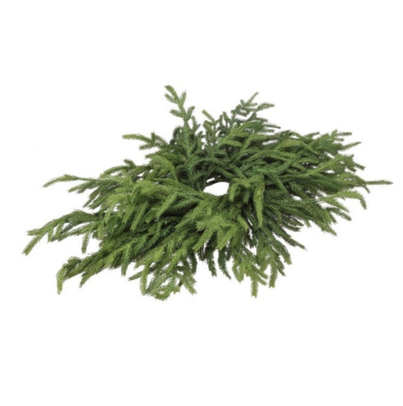 24" Just Cut Norfolk Pine Centerpiece