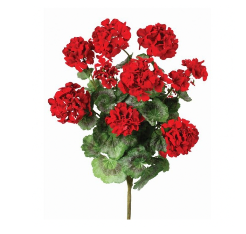 24" Summer Geranium Plant X 9 (Red)