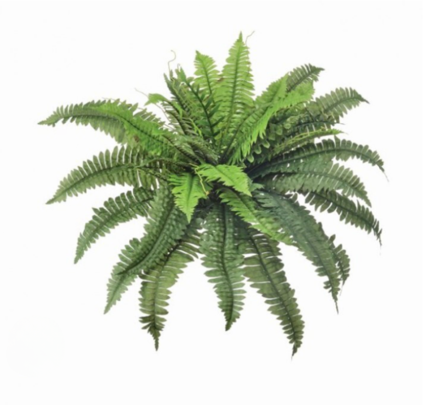 30" Uv Estate Boston Fern