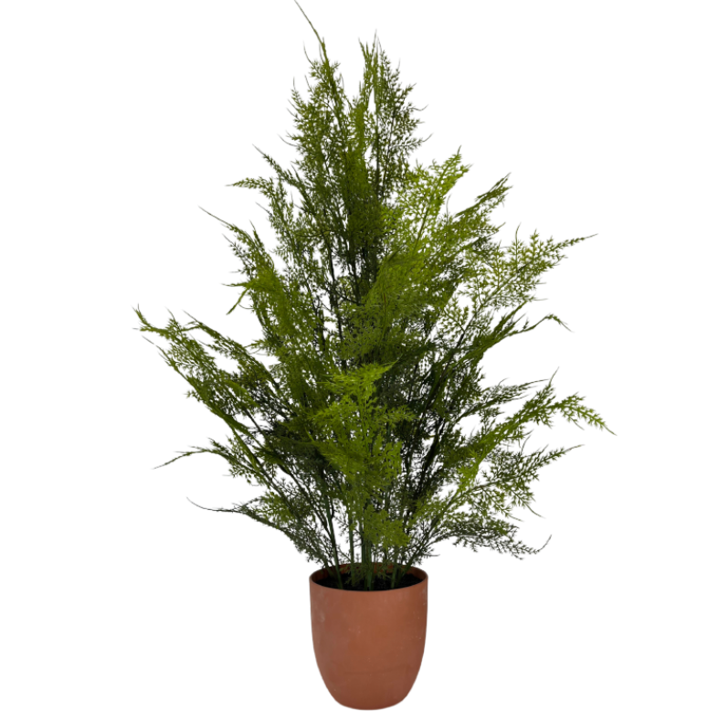 38" Soft Touch Asparagus