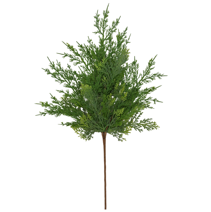 24.5" Cypress Spray