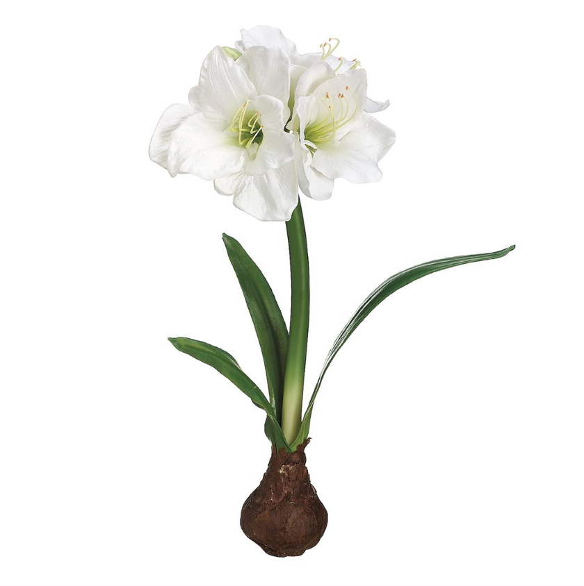 21" Standing Amaryllis W/Bulb (White)