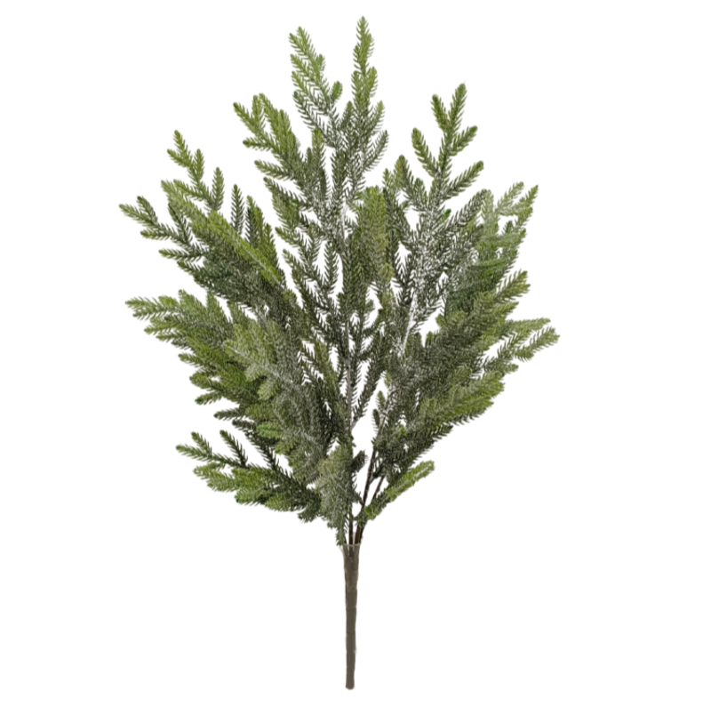 21" Norfolk Pine Bush