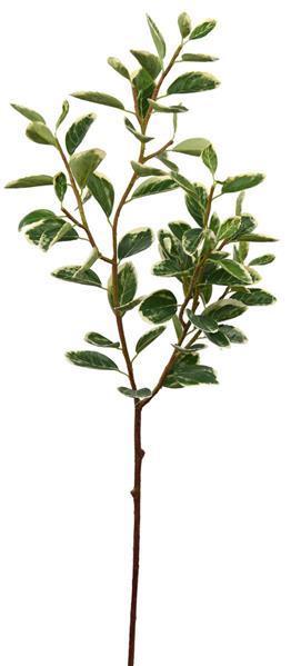 39"L Euphorbia Marginata