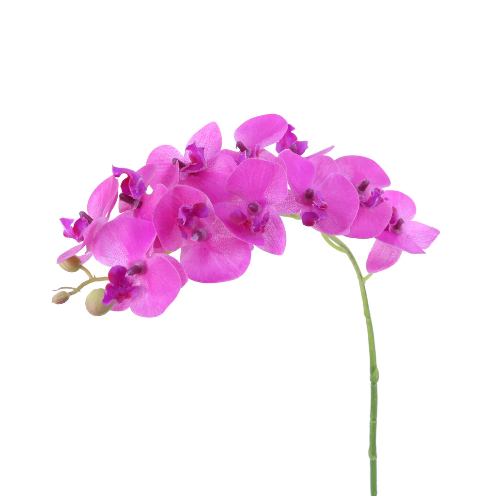 13 in. Mini Phalaenopsis Orchid