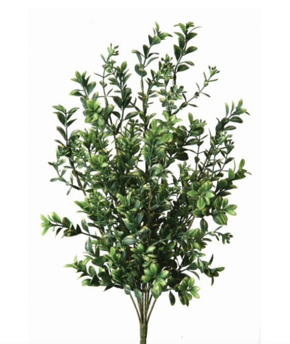 21" Plastic Variegated Boxwood Bush X 9