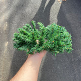 Evergreen Wreath (12”-14”)